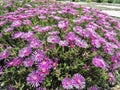 Delosperma is a large and diverse genus of succulent subshrubs. Closeup of a succulent purple ice plant delosperma cooperi view Royalty Free Stock Photo