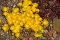 delosperma and other succulents in rock garden