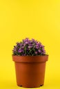 Delosperma sutherlandii in pot with yellow background Royalty Free Stock Photo