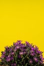 Delosperma sutherlandii with yellow background Royalty Free Stock Photo