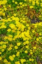 Delosperma yellow flowerbed Royalty Free Stock Photo