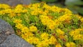 Delosperma with yellow flowers Royalty Free Stock Photo