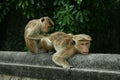 Delouse Monkeys