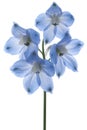 Delphinium Royalty Free Stock Photo