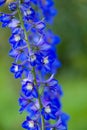 Delphinium