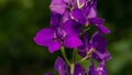 Delphinium ajacis close up background. Multicolored Larkspur flowers. Delphinium putple, blue, pink flowers grows in the garden, Royalty Free Stock Photo