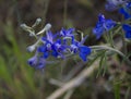 Delphinium Andersonii Royalty Free Stock Photo