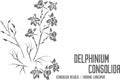 Delphinium consolida flowers silhouette vector illustration