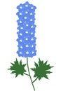 Tall sky blue wild flower perennial