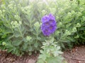 Delphinium out front 1