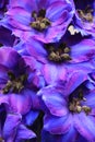 Delphinium elatum `Blue Lace` Royalty Free Stock Photo