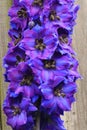 Delphinium elatum `Blue Lace` Royalty Free Stock Photo