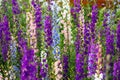 Delphinium elatum close up background. Multicolored Larkspur flowers. Delphinium putple, blue, pink flowers grows in the Royalty Free Stock Photo