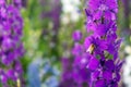 Delphinium elatum close up background. Multicolored Larkspur flowers. Delphinium putple, blue, pink flowers grows in the Royalty Free Stock Photo