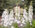 Delphinium elatum in a garden in Lionshead Village in Vail, Colorado.