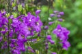 Delphinium elatum, Delphinium menziesii. Blue flowers blooming in the meadow on a green grass background for the cover, banner, Royalty Free Stock Photo