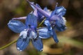 Delphinium emarginatum sub nevadense precious flower of intense dark blue color toxic to herbivorous animals Royalty Free Stock Photo