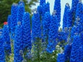 Delphinium Faust flowering in a summer garden Royalty Free Stock Photo