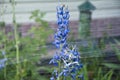 Delphinium flower blooming. watering summer garden. villatic holiday season. rain water for larkspur flowerbed. spring bloom.