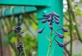 Delphinium flower bud