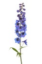 Delphinium flower