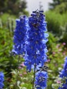A Delphinium Flower head of the well known Summer Skies variety, showing off its deep blue colouration.