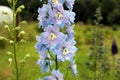 Delphinium. Flowering plant with delicate pink and blue flowers. Royalty Free Stock Photo