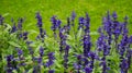 Delphinium flowers background Royalty Free Stock Photo