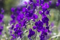 Delphinium flowers Consolida orientalis - wild purple flowers