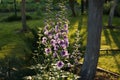 Delphinium flowers in evening garden