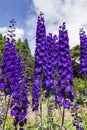 Delphinium flowers in a garden. Royalty Free Stock Photo