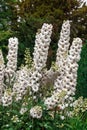 Delphinium flowers in a garden. Royalty Free Stock Photo