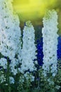 Delphinium flowers plant growing in garden Royalty Free Stock Photo