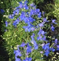 Delphinium grandiflorum