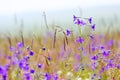 Delphinium grandiflorum flowers