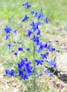 Delphinium grandiflorum or large-flowered delphinium flowers growing in Olkhon island, Russia Royalty Free Stock Photo