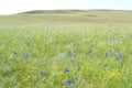 Delphinium grandiflorum or large-flowered delphinium flowers growing in Olkhon island, Russia