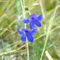 Delphinium grandiflorum or large-flowered delphinium flowers growing in Olkhon island, Russia