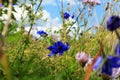 Delphinium grandiflorum