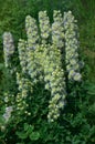 Delphinium Green Twist