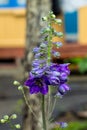 Delphinium Guardian Flower with rain drops in the garden Royalty Free Stock Photo