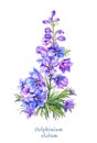 Delphinium illustration, watercolor blue larkspur