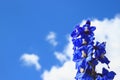 Delphinium isolated on a blue sky background Royalty Free Stock Photo