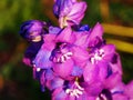 Delphinium larkspur `Christel` Royalty Free Stock Photo