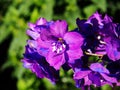 Delphinium larkspur `Christel` Royalty Free Stock Photo