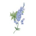 Delphinium or larkspur purple blooming flowers isolated on white background. Elegant detailed botanical drawing of wild Royalty Free Stock Photo