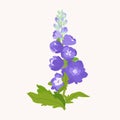 Delphinium or larkspur purple flowers isolated on white background. Spring Elegant botanical vector illustration of wild flowering Royalty Free Stock Photo