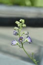 Delphinium Magic Fountain Blue