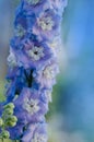 Delphinium blue Magic Fountain