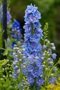 Delphinium magic fountain in the garden double blue flower delphinium collection